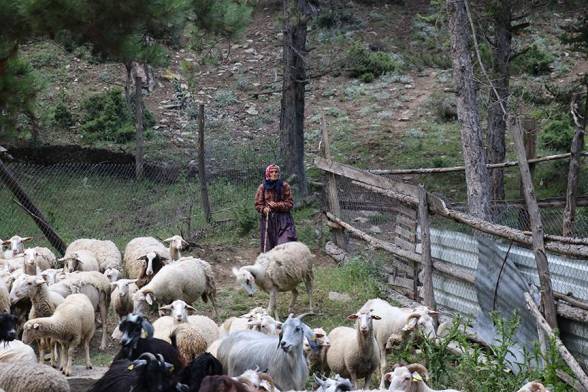 Göynük'te 40 Yıldır Engelli Oğluyla Çobanlık Yapıyor