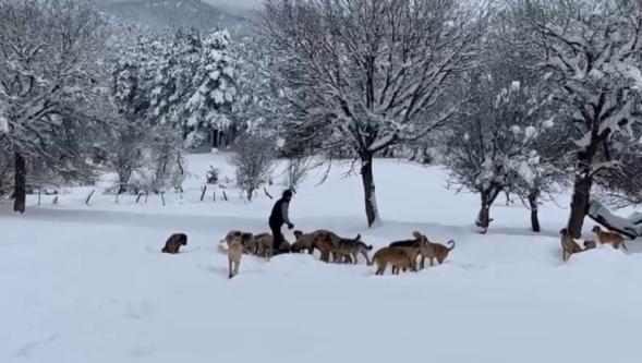 Bolu'da Hayvanseverlik Örneği: Sokak Köpeklerini Ormanda Besliyor