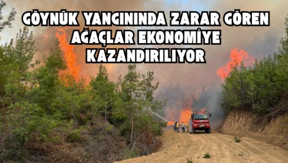 Göynük Yangınında Zarar Gören Ağaçlar Ekonomiye Kazandırılıyor