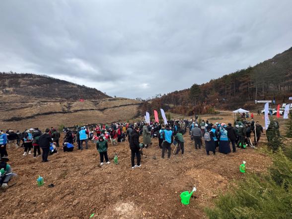 Göynük'te Yangın Yaraları Sarılıyor: 7'den 70'e Onlarca Kişi, 8 Hektar Alanda 8 Bin Fidan Dikti