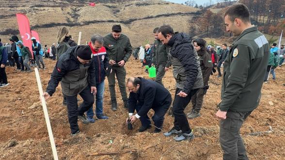 Göynük'te Yangın Yaraları Sarılıyor: 7'den 70'e Onlarca Kişi, 8 Hektar Alanda 8 Bin Fidan Dikti