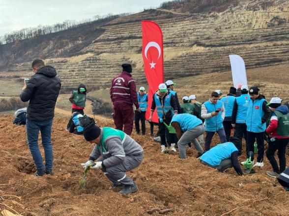 Göynük'te Yangın Yaraları Sarılıyor: 7'den 70'e Onlarca Kişi, 8 Hektar Alanda 8 Bin Fidan Dikti