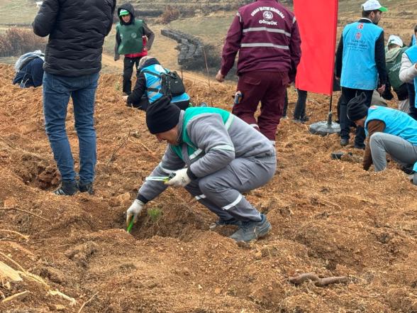 Göynük'te Yangın Yaraları Sarılıyor: 7'den 70'e Onlarca Kişi, 8 Hektar Alanda 8 Bin Fidan Dikti