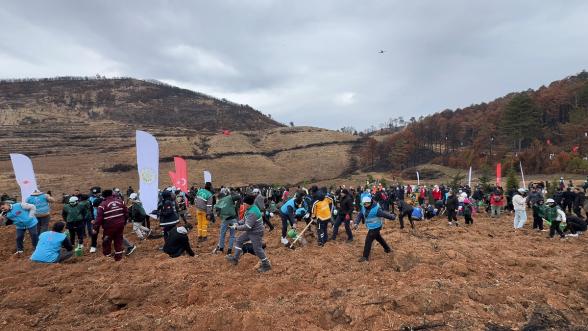 Göynük'te Yangın Yaraları Sarılıyor: 7'den 70'e Onlarca Kişi, 8 Hektar Alanda 8 Bin Fidan Dikti