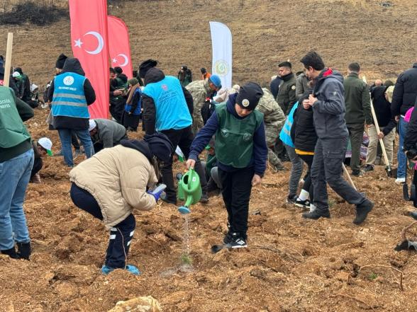 Göynük'te Yangın Yaraları Sarılıyor: 7'den 70'e Onlarca Kişi, 8 Hektar Alanda 8 Bin Fidan Dikti