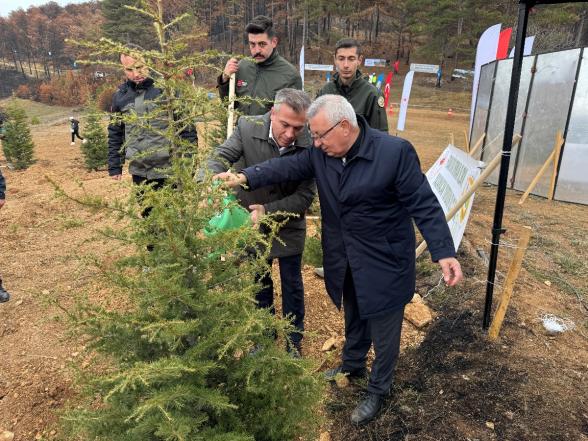 Göynük'te Yangın Yaraları Sarılıyor: 7'den 70'e Onlarca Kişi, 8 Hektar Alanda 8 Bin Fidan Dikti