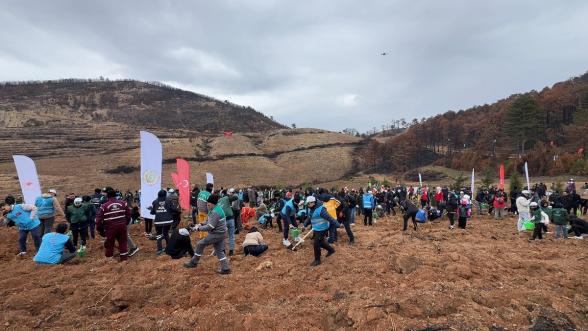 Göynük'te Yangın Yaraları Sarılıyor: 7'den 70'e Onlarca Kişi, 8 Hektar Alanda 8 Bin Fidan Dikti