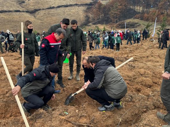 Göynük'te Yangın Yaraları Sarılıyor: 7'den 70'e Onlarca Kişi, 8 Hektar Alanda 8 Bin Fidan Dikti