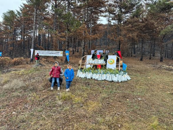 Göynük'te Yangın Yaraları Sarılıyor: 7'den 70'e Onlarca Kişi, 8 Hektar Alanda 8 Bin Fidan Dikti