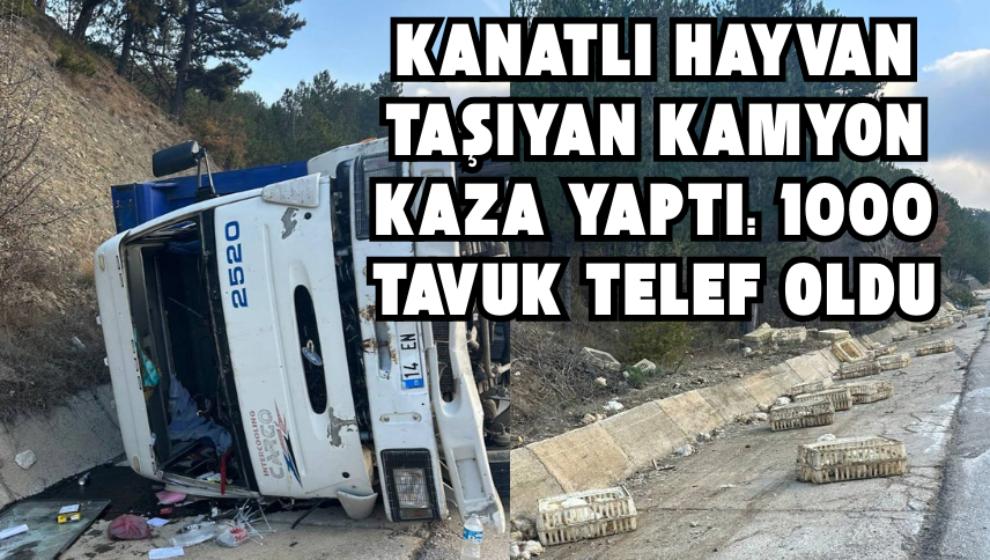 Kanatlı Hayvan Taşıyan Kamyon Kaza Yaptı: 1000 Tavuk Telef Oldu