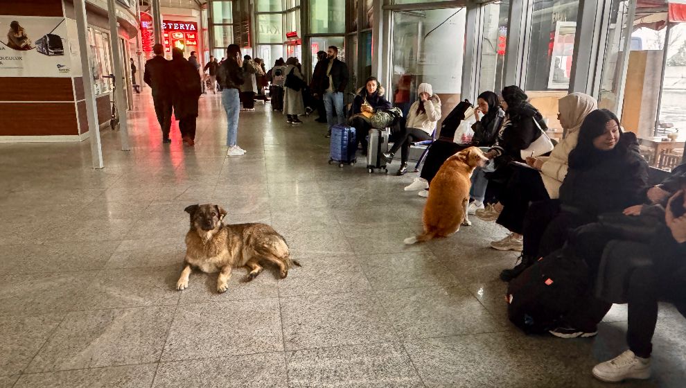 Sokak Hayvanları Kar Yağışından Otobüs Terminaline Sığındı