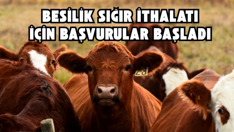 2025 Yılı Besilik Sığır İthalatı için Başvurular Başladı